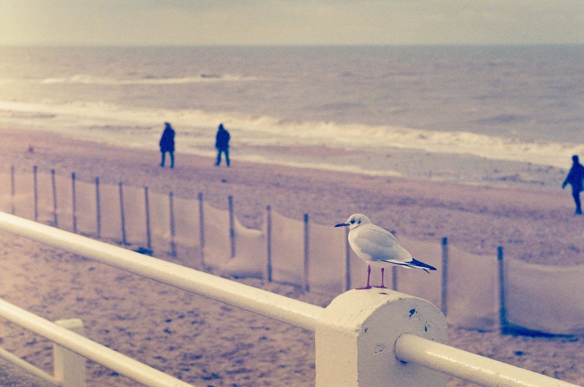 Winter seaside Jupiter 9 fun